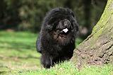 CHOW CHOW 601